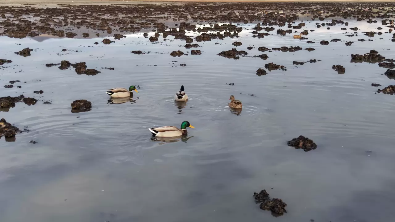Kuruyan Bingöl Gölü yeniden hayat buldu: Kuşlar geri döndü 5