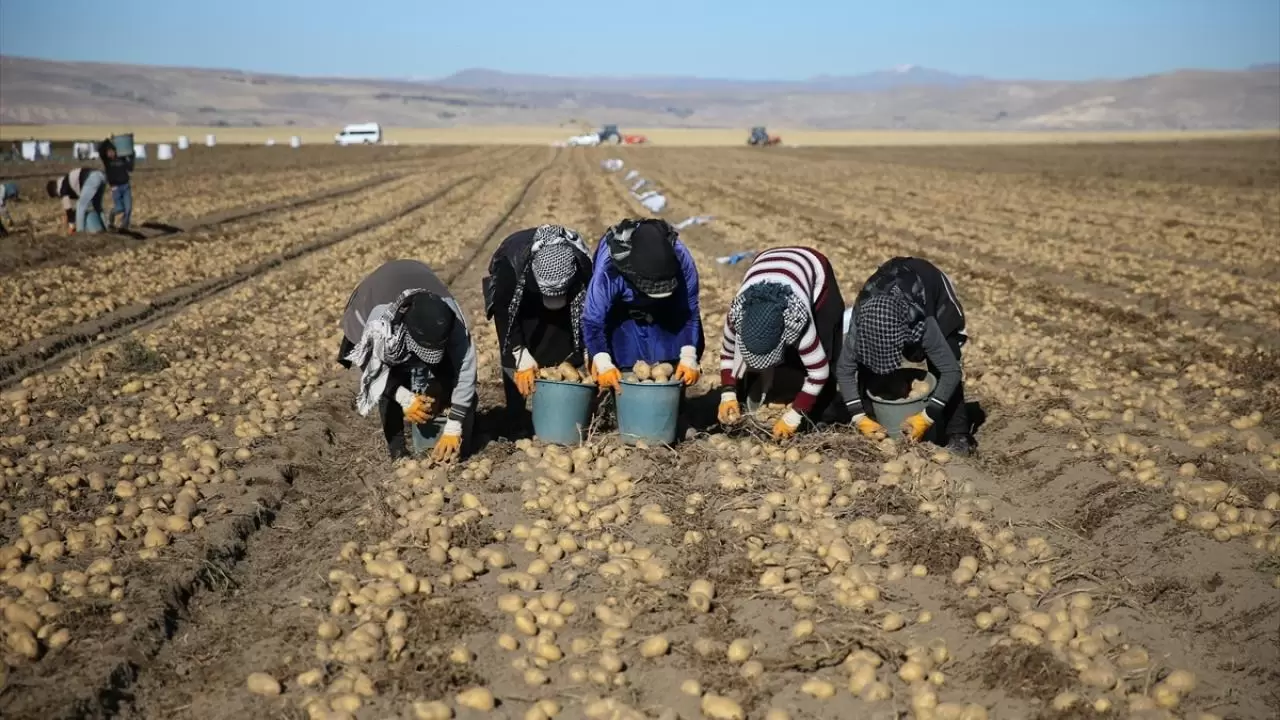 Bitlis'te patates hasadı tüm hızıyla devam ediyor: Doğu'nun tarım merkezi faaliyette! 12