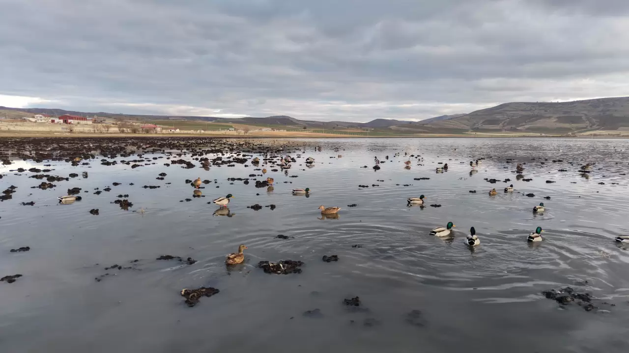 Kuruyan Bingöl Gölü yeniden hayat buldu: Kuşlar geri döndü 4