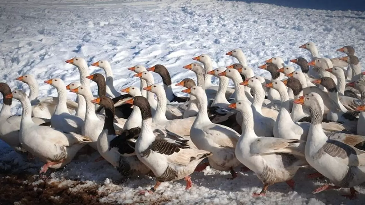 Samsun’un efsane lezzeti kaz tiridine ilgi arttı! 8
