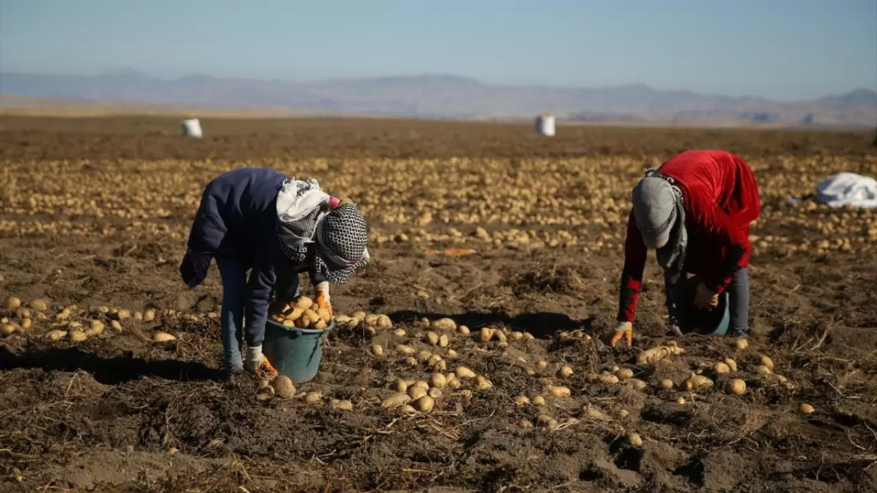 Bitlis'te patates hasadı tüm hızıyla devam ediyor: Doğu'nun tarım merkezi faaliyette! 2