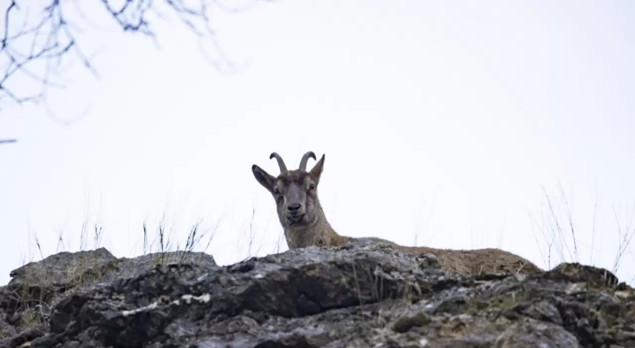 Tunceli'de kar sonrası yaban keçileri vadiye indi 2