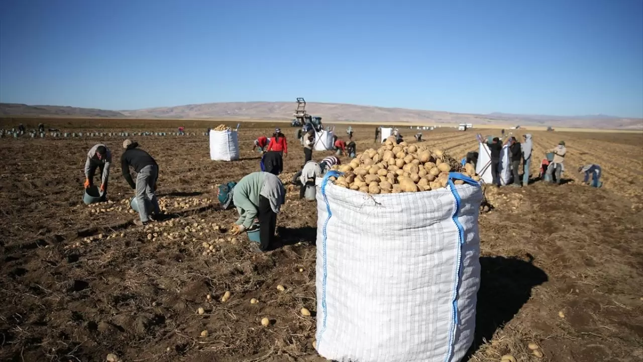 Bitlis'te patates hasadı tüm hızıyla devam ediyor: Doğu'nun tarım merkezi faaliyette! 8