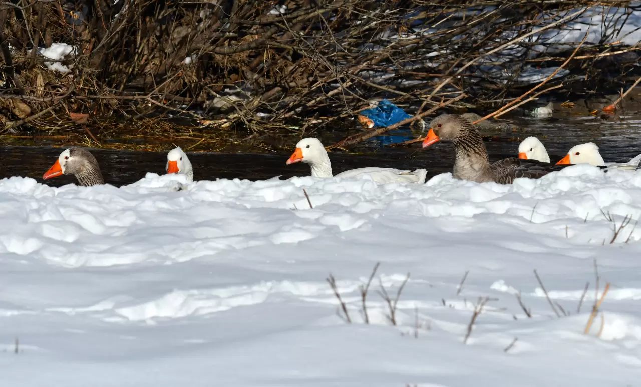 Sarıkamış’ta kartpostallık görüntü: Kazlar buzlu derede yüzdü! 2