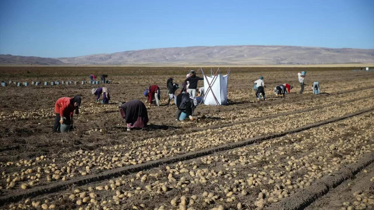 Bitlis'te patates hasadı tüm hızıyla devam ediyor: Doğu'nun tarım merkezi faaliyette! 6
