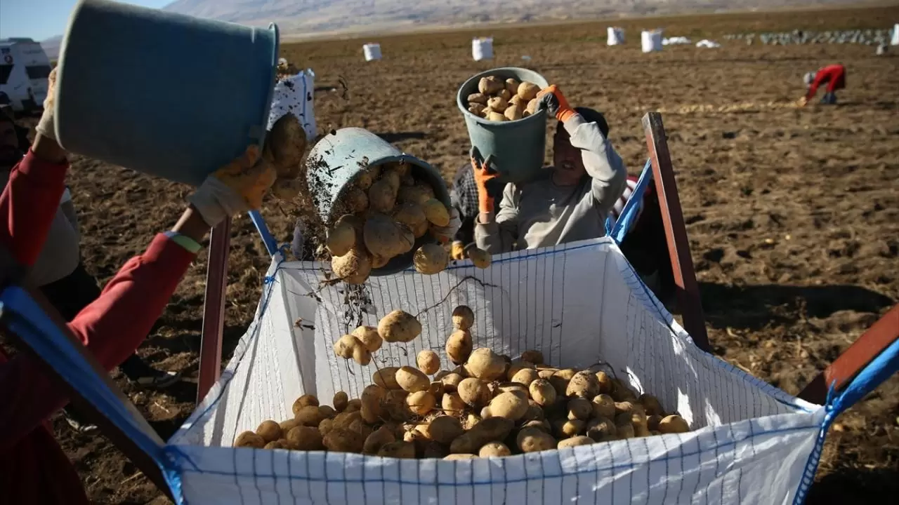 Bitlis'te patates hasadı tüm hızıyla devam ediyor: Doğu'nun tarım merkezi faaliyette! 4
