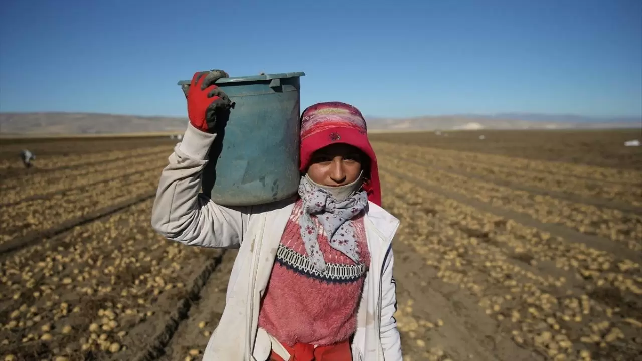 Bitlis'te patates hasadı tüm hızıyla devam ediyor: Doğu'nun tarım merkezi faaliyette! 5
