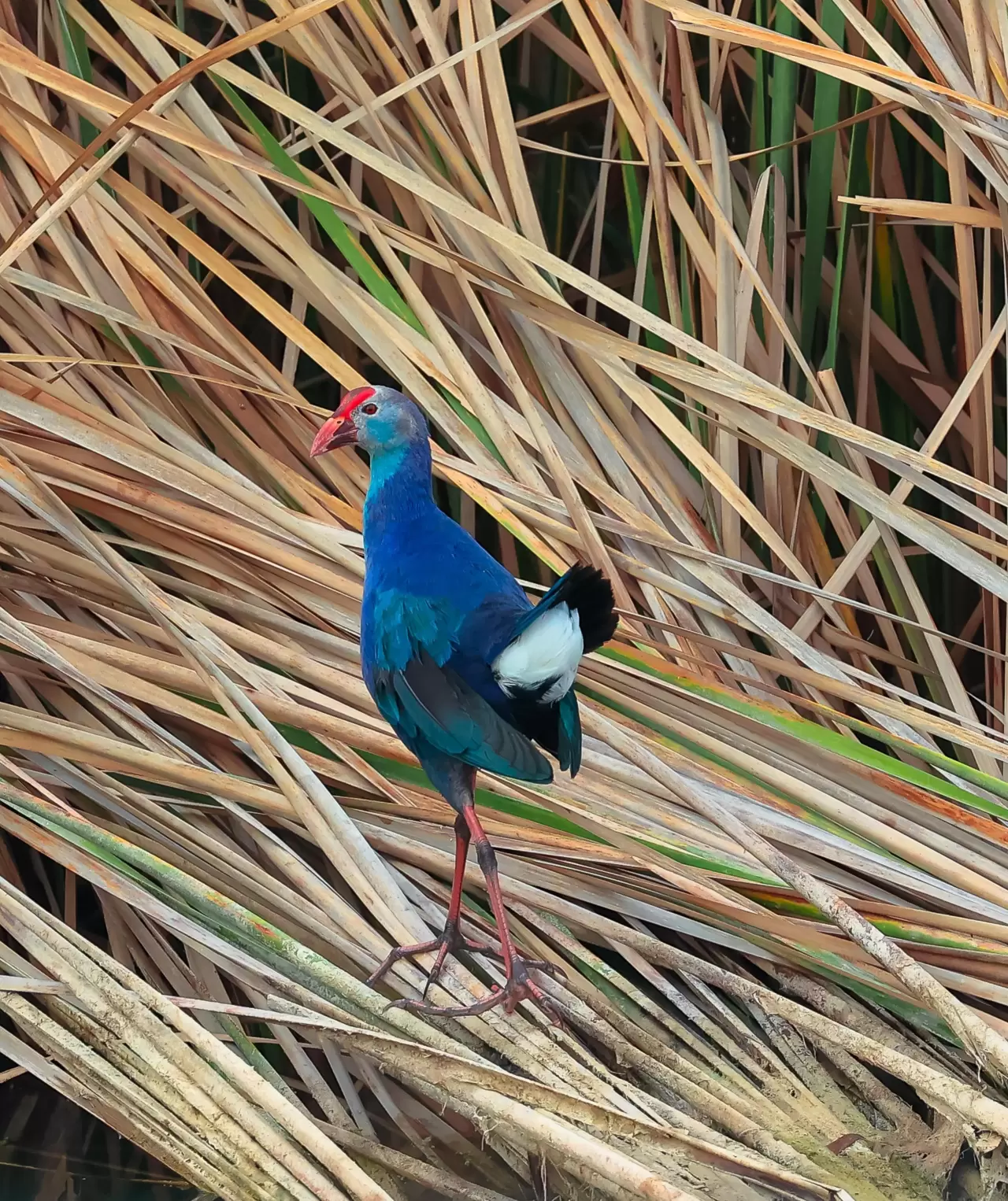 Nesli tehlikedeki 'saz horozu' Göksu Deltası'nda görüntülendi 2