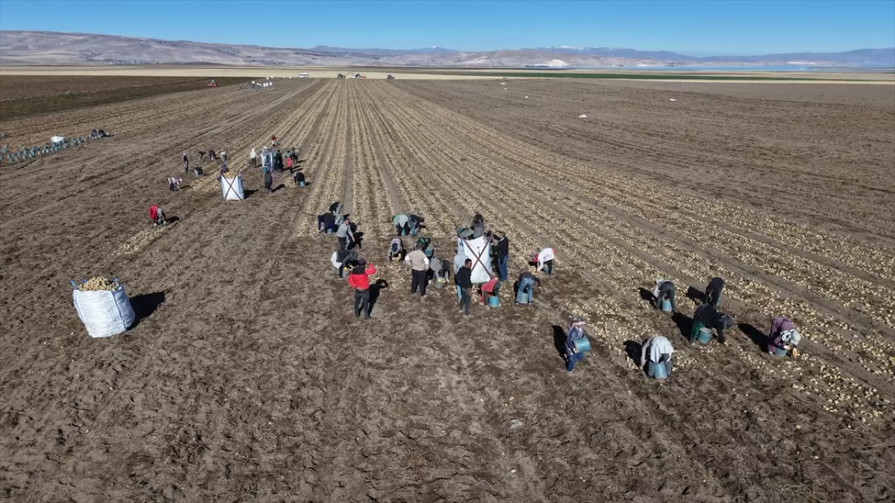 Bitlis'te patates hasadı tüm hızıyla devam ediyor: Doğu'nun tarım merkezi faaliyette! 1
