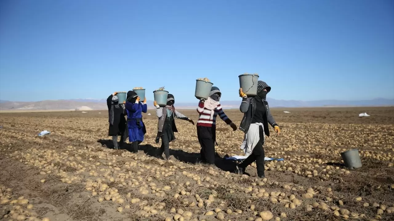 Bitlis'te patates hasadı tüm hızıyla devam ediyor: Doğu'nun tarım merkezi faaliyette! 14