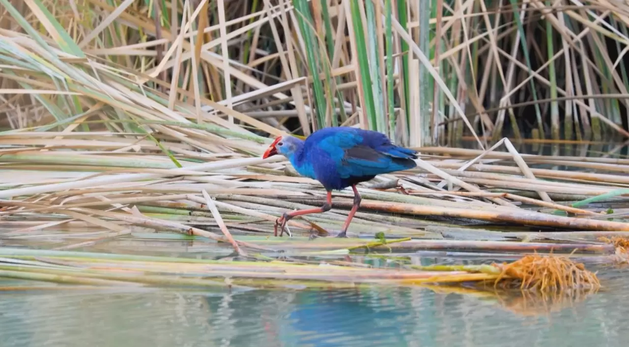 Nesli tehlikedeki 'saz horozu' Göksu Deltası'nda görüntülendi 7