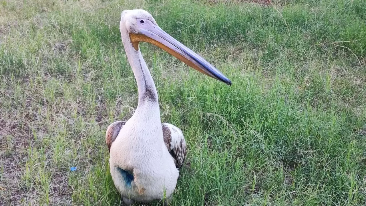 Yaralı pelikanın duygulandıran hikâyesi 4