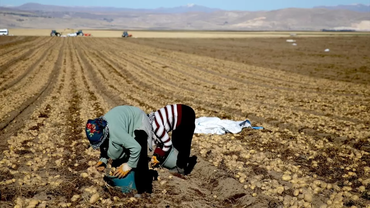 Bitlis'te patates hasadı tüm hızıyla devam ediyor: Doğu'nun tarım merkezi faaliyette! 3