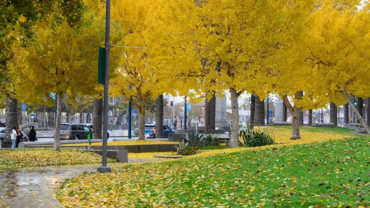 Atmosferik nehir fırtınası San Francisco’yu vurdu: Günlük hayat durdu 8