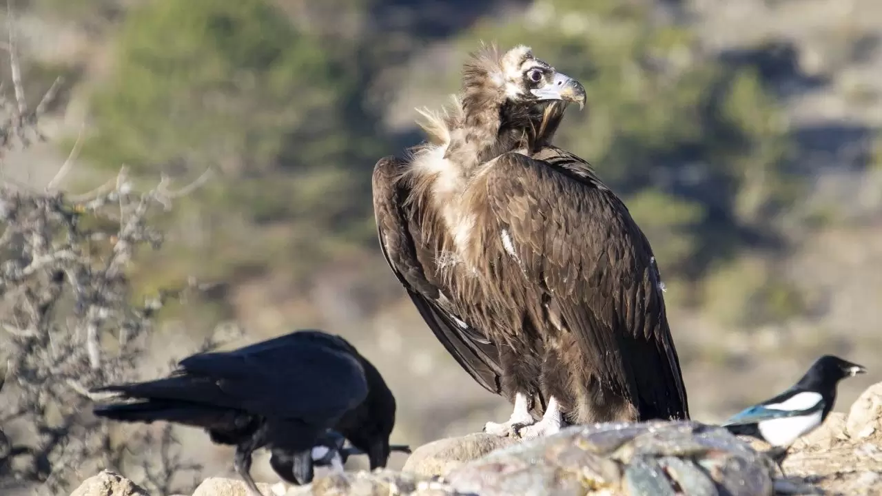 Türkiye’de ender görülen manzara! Dört akbaba türü aynı alanda görüntülendi 1