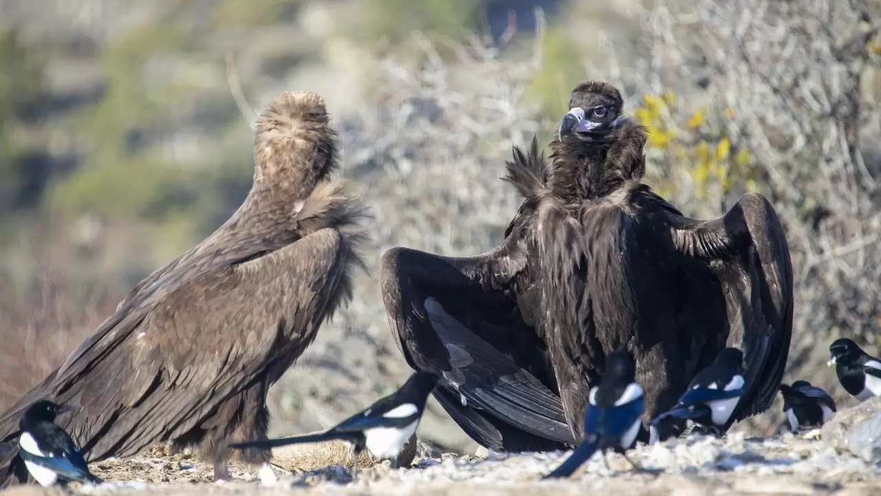 Türkiye’de ender görülen manzara! Dört akbaba türü aynı alanda görüntülendi 5