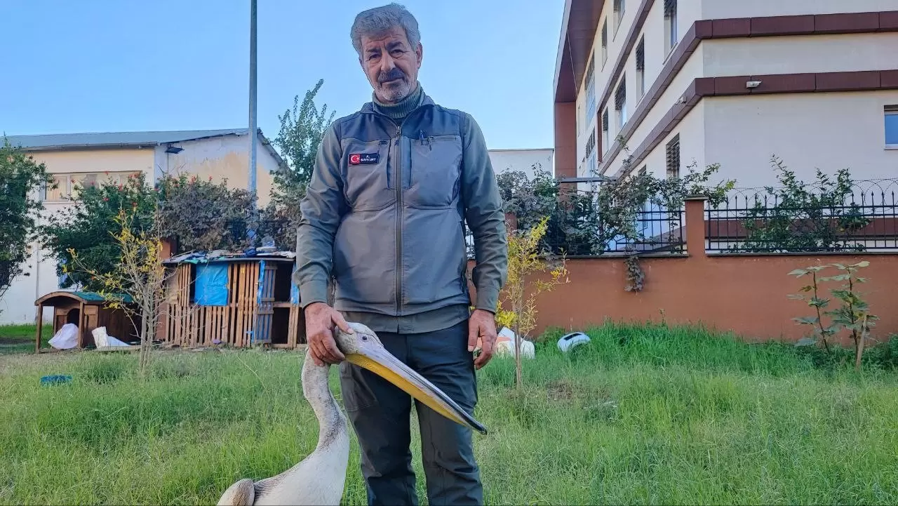 Yaralı pelikanın duygulandıran hikâyesi 5