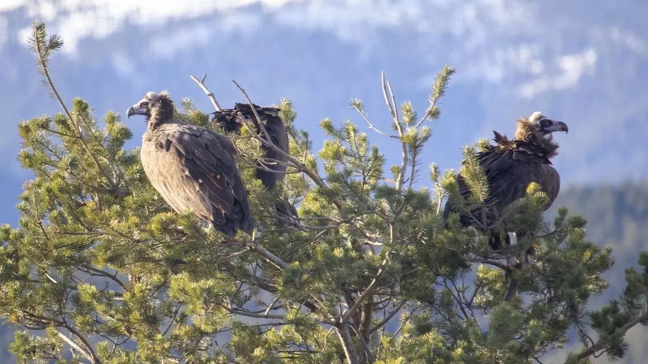 Türkiye’de ender görülen manzara! Dört akbaba türü aynı alanda görüntülendi 4