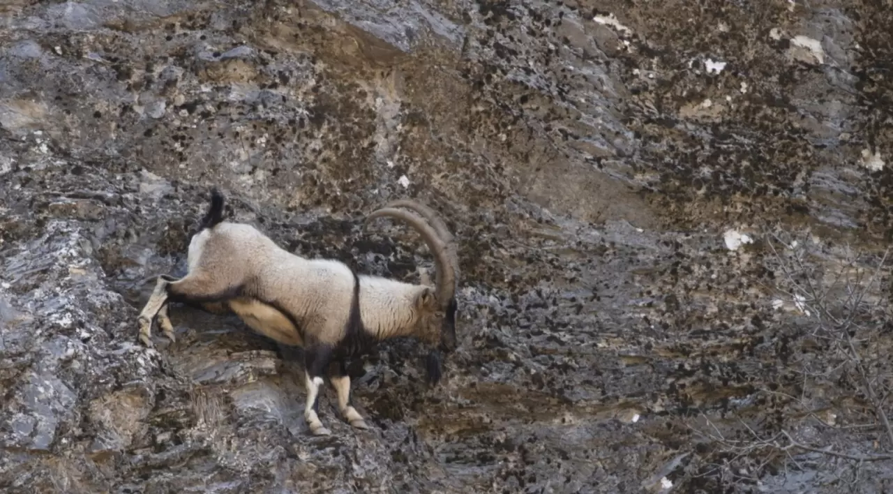 Tunceli'de kar sonrası yaban keçileri vadiye indi 4