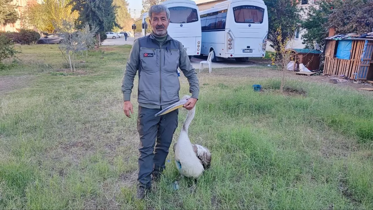Yaralı pelikanın duygulandıran hikâyesi 1