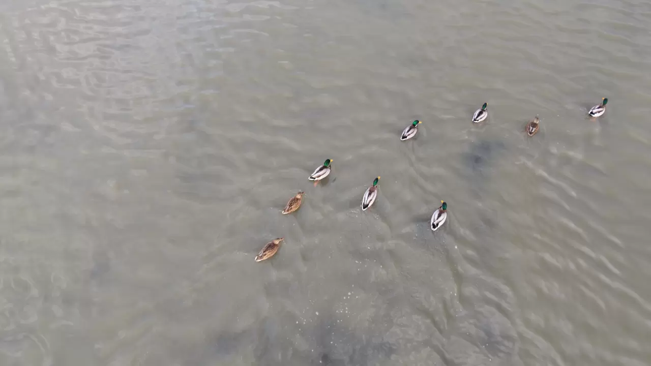 Kuruyan Bingöl Gölü yeniden hayat buldu: Kuşlar geri döndü 3