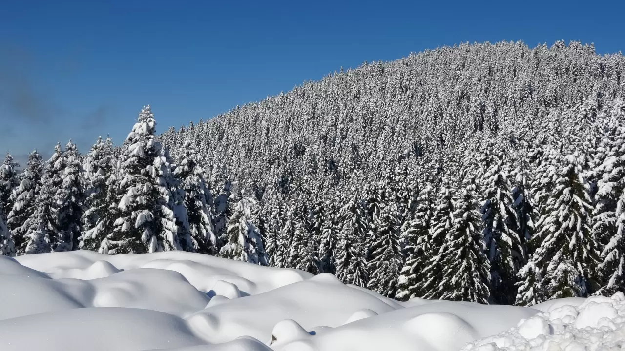Ordu'nun Çambaşı Yaylası beyaza büründü 4
