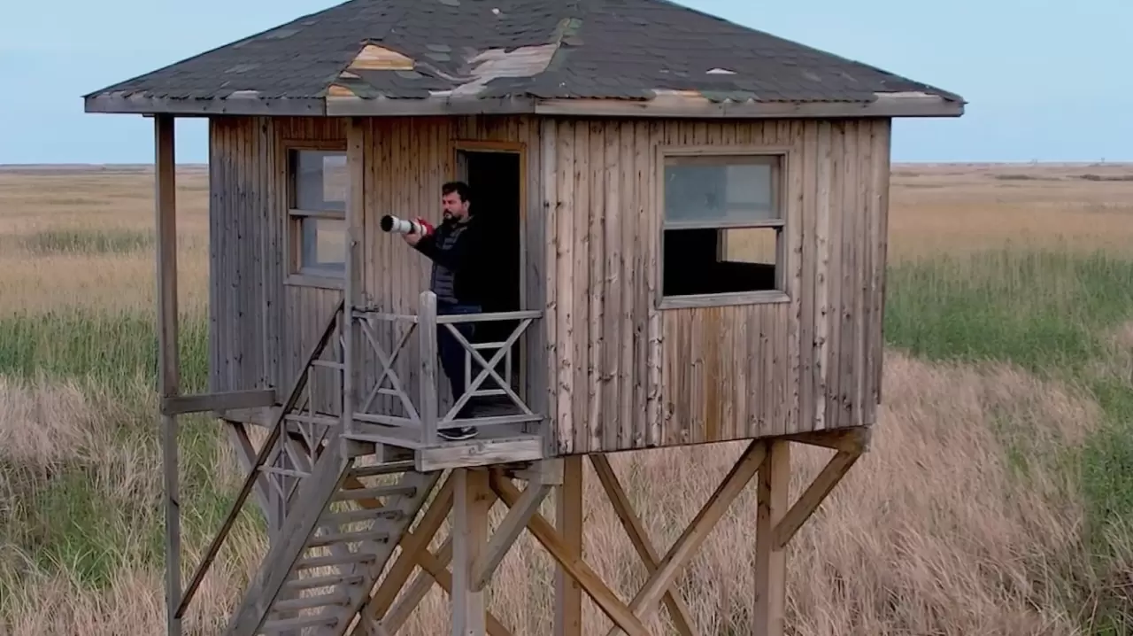 Nesli tehlikedeki 'saz horozu' Göksu Deltası'nda görüntülendi 6