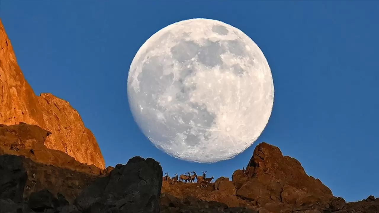 Dolunay yaban keçileriyle zirvede buluştu 3