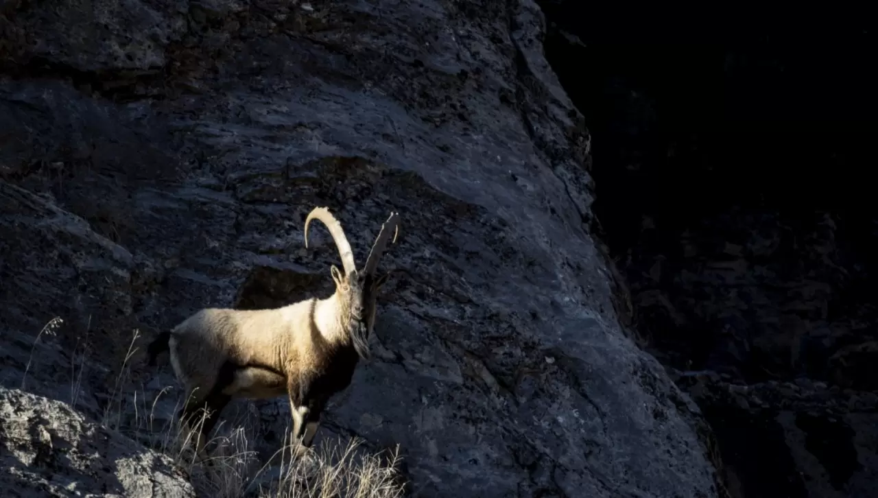 Tunceli'de kar sonrası yaban keçileri vadiye indi 1