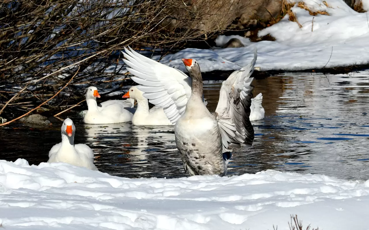 Sarıkamış’ta kartpostallık görüntü: Kazlar buzlu derede yüzdü! 1