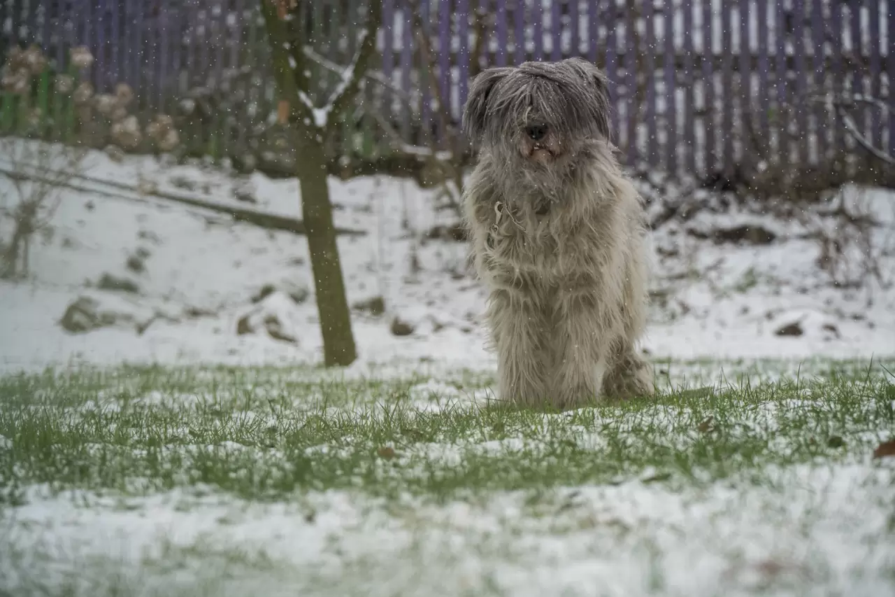 Kiev’e kışın ilk karı düştü: Savaş gölgesinde beyaz örtü 2