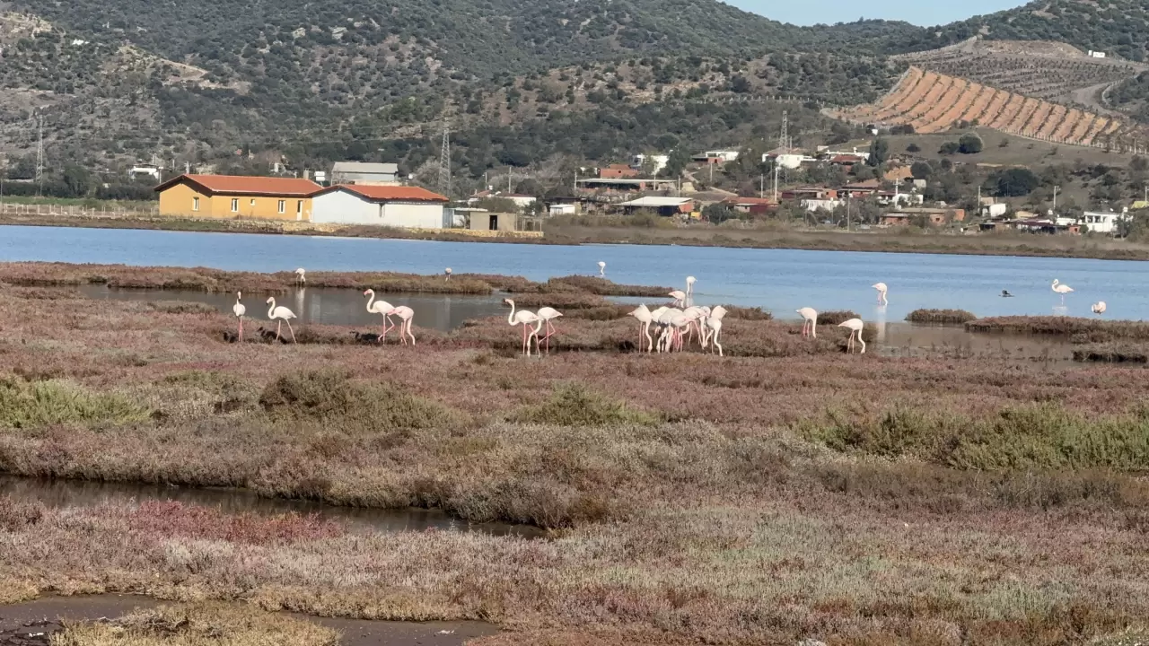 Tuzla Sulak Alanı'nda flamingo şöleni 3