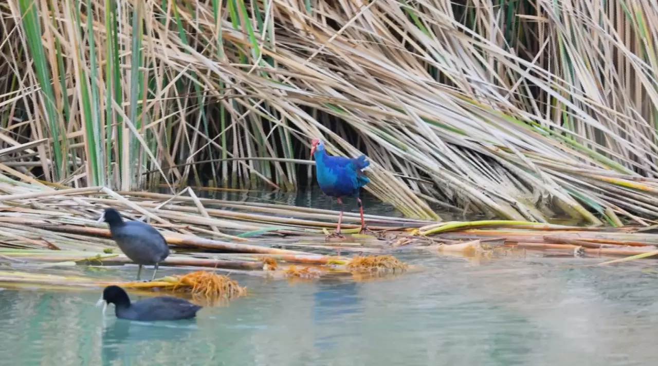 Nesli tehlikedeki 'saz horozu' Göksu Deltası'nda görüntülendi 5