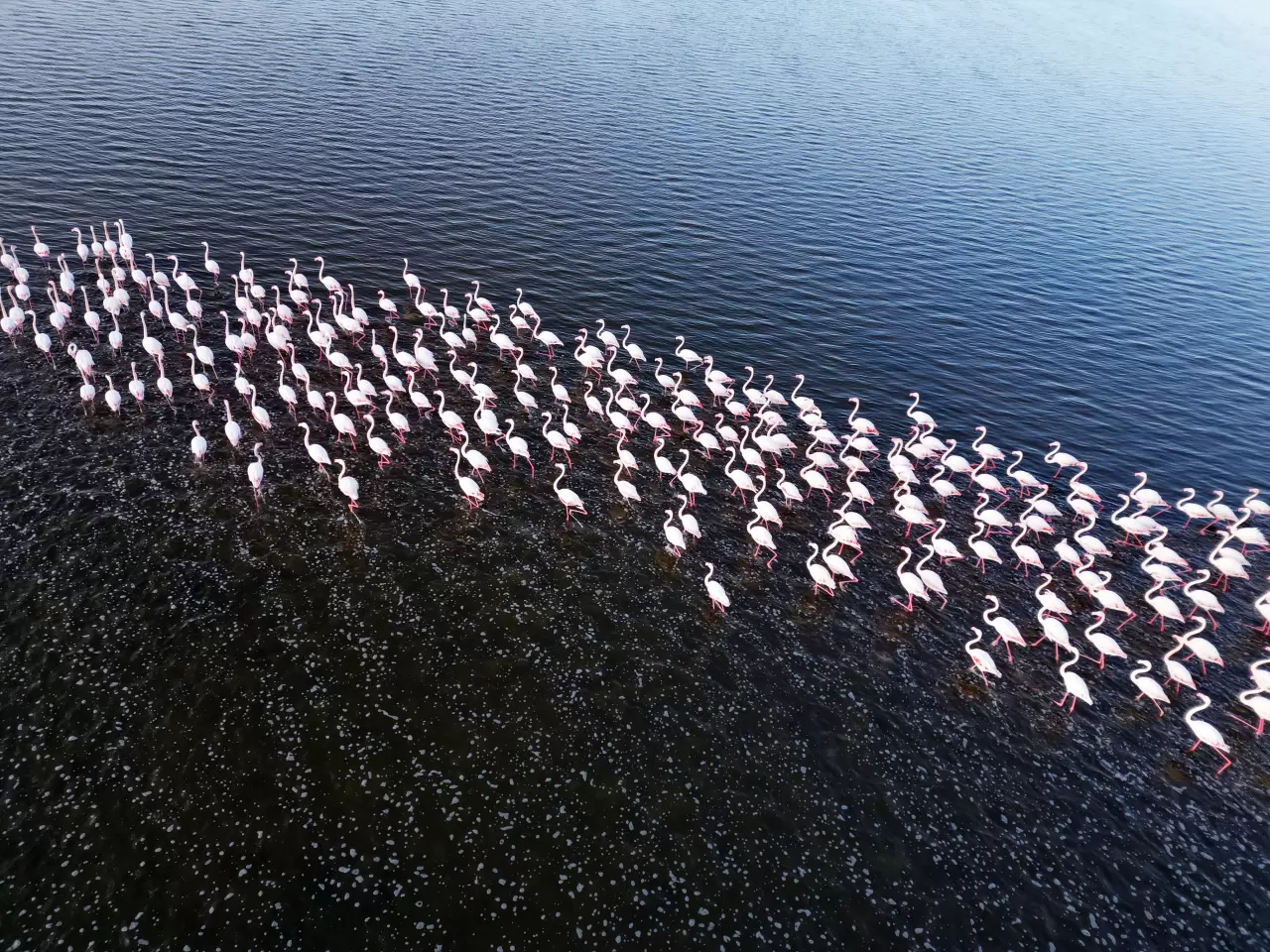 Karun Gölü'nde flamingolar görsel şölen oluşturdu 1
