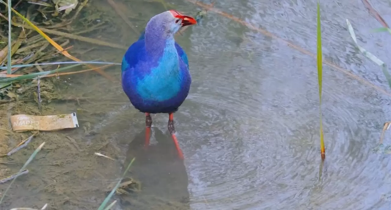 Nesli tehlikedeki 'saz horozu' Göksu Deltası'nda görüntülendi 4