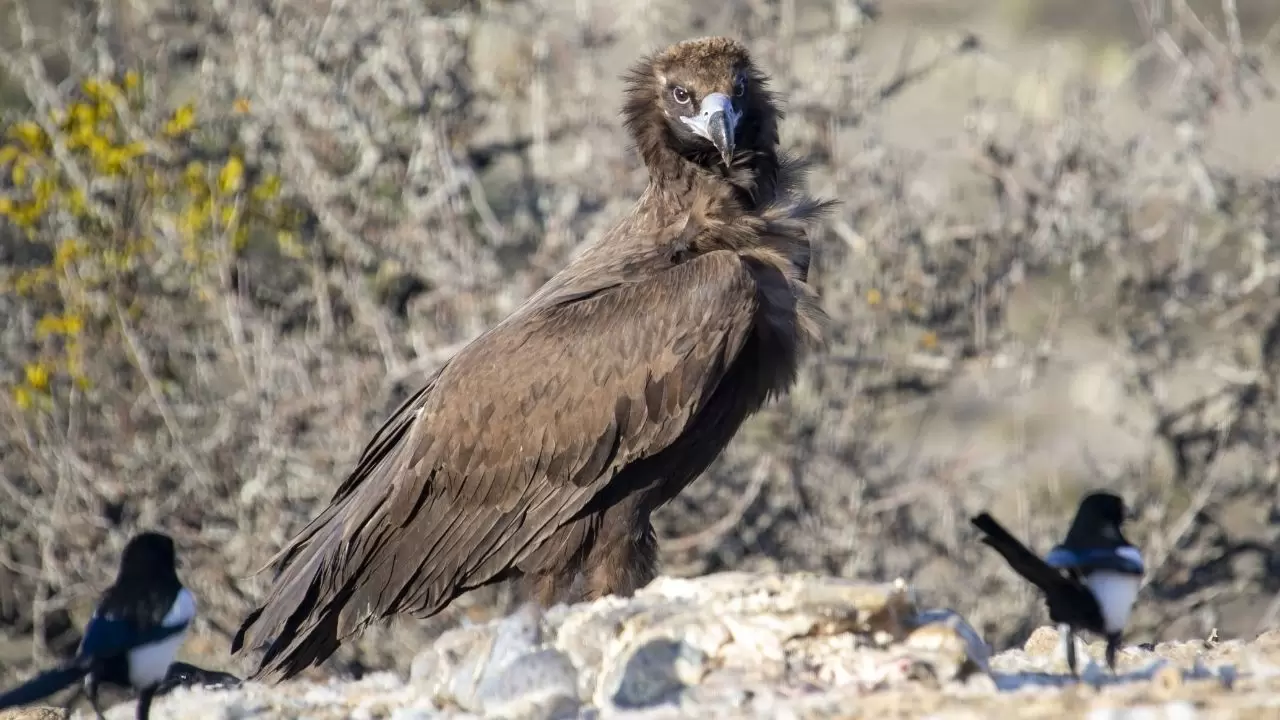 Türkiye’de ender görülen manzara! Dört akbaba türü aynı alanda görüntülendi 2
