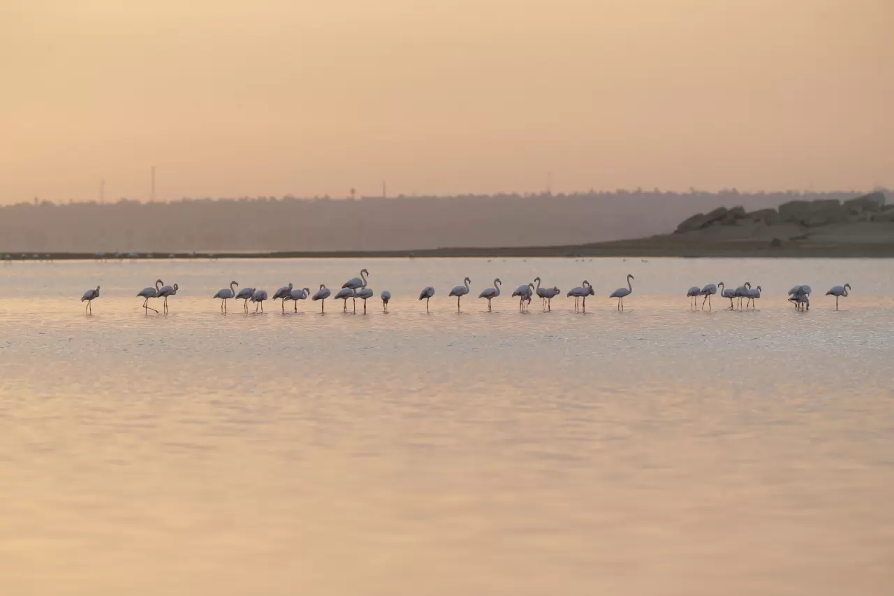 Karun Gölü'nde flamingolar görsel şölen oluşturdu 4
