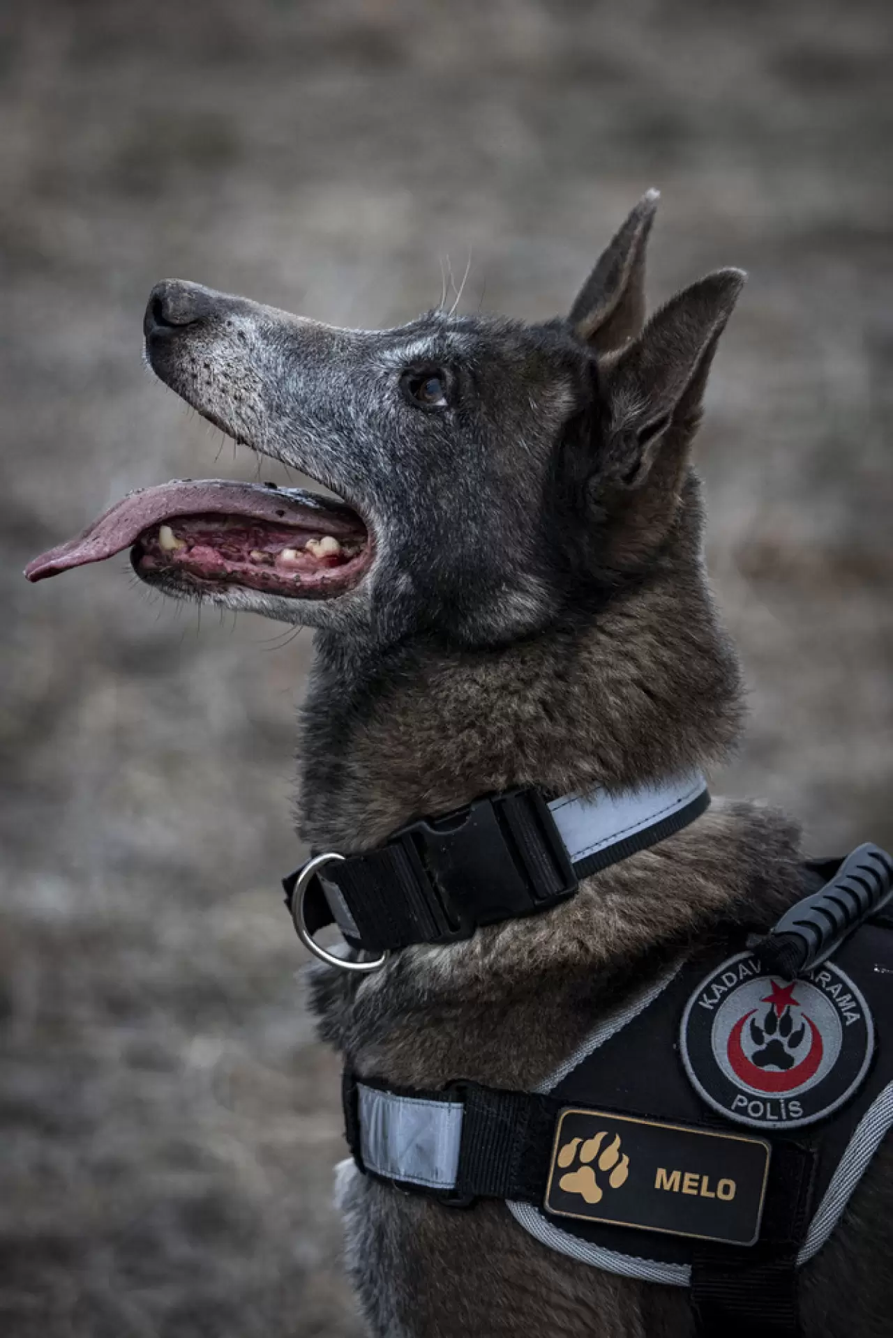 Sessiz kahraman Melo: 8 yılda 160 görevde hayatlara dokundu 19