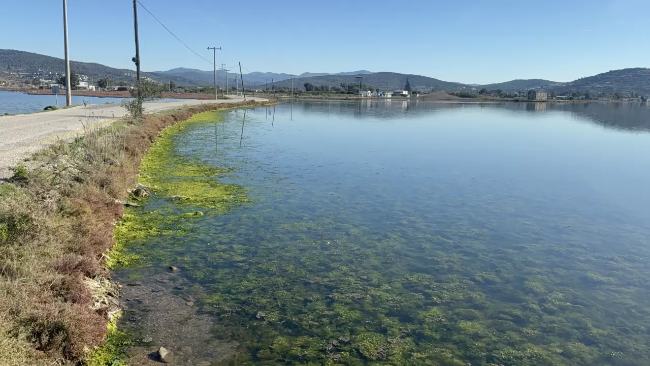 Tuzla Sulak Alanı'nda flamingo şöleni 4