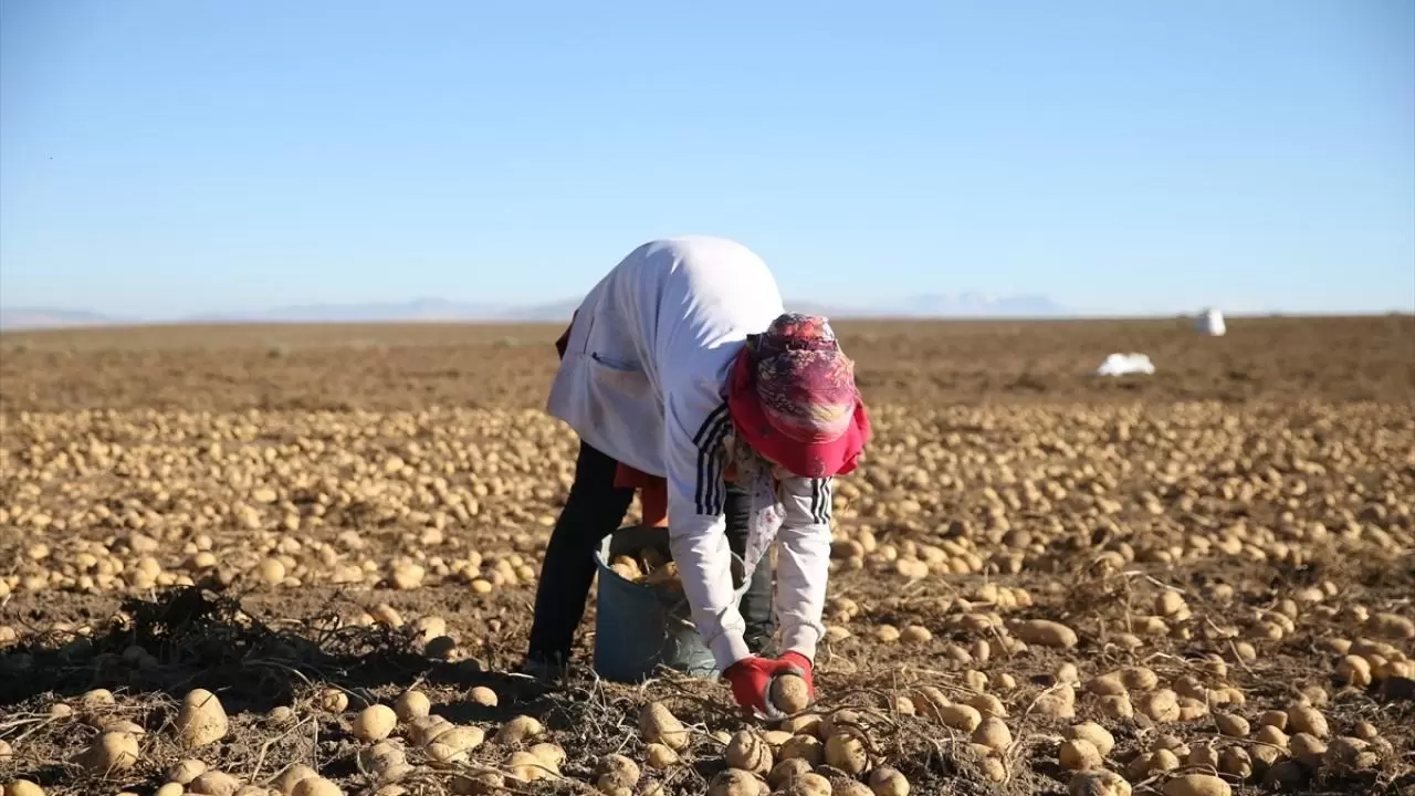 Bitlis'te patates hasadı tüm hızıyla devam ediyor: Doğu'nun tarım merkezi faaliyette! 13