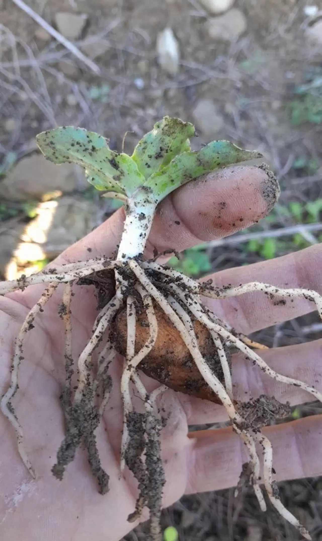Türkiye’nin en zengin genetik kaynak merkezi Eskişehir’de 5