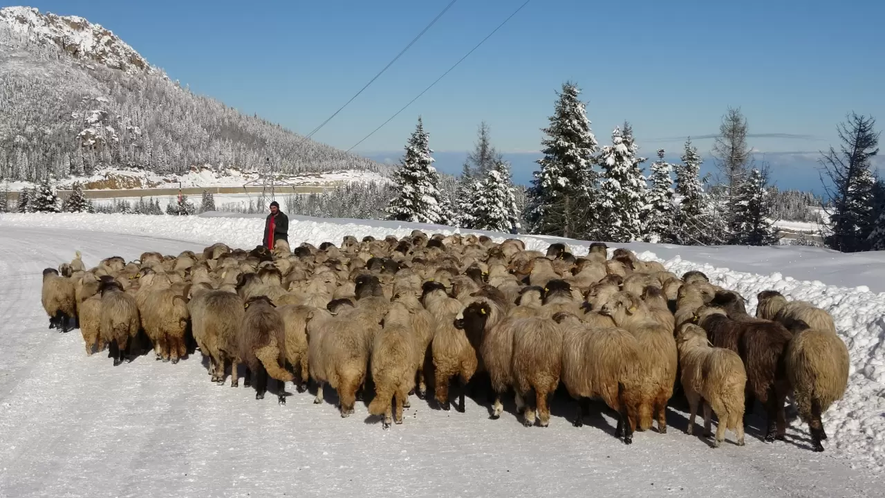 Ordu'nun Çambaşı Yaylası beyaza büründü 2