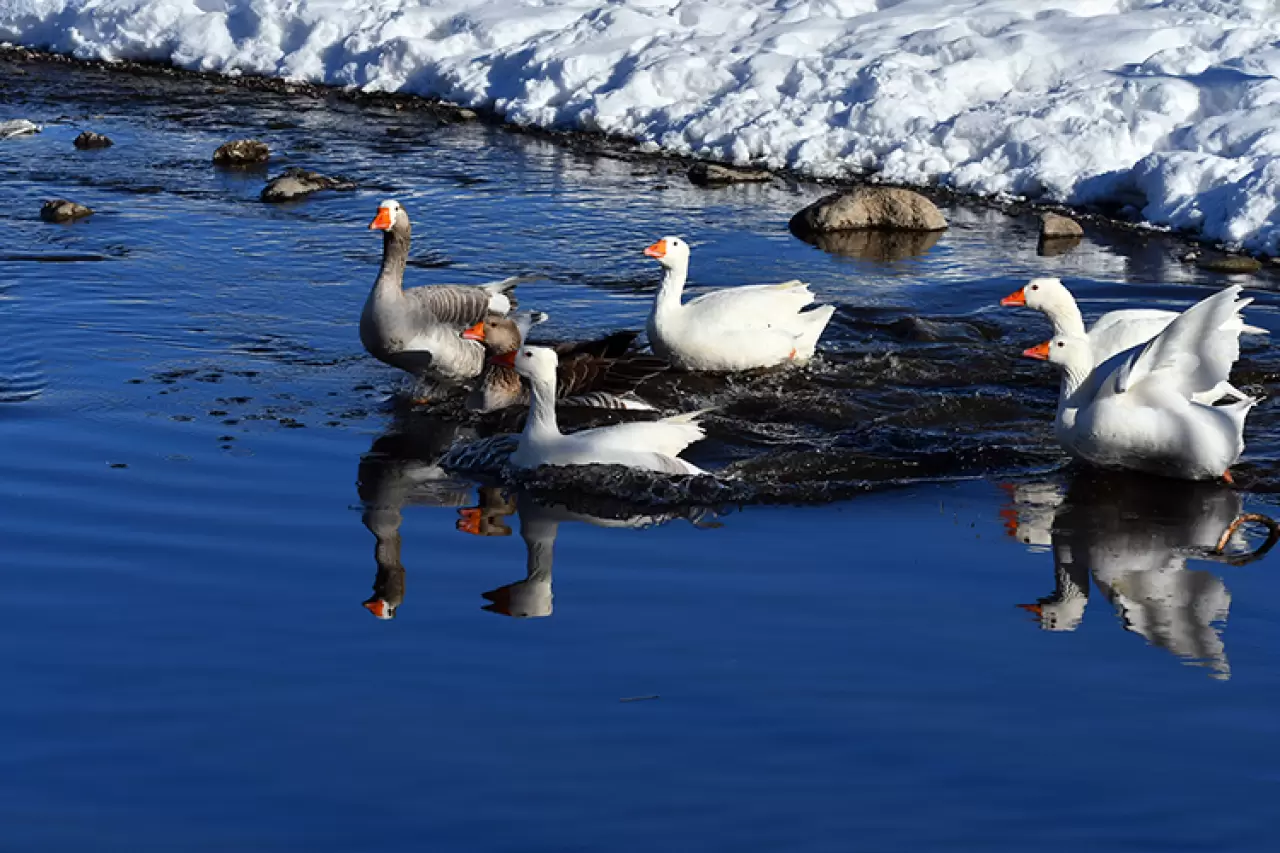 Sarıkamış’ta kartpostallık görüntü: Kazlar buzlu derede yüzdü! 4