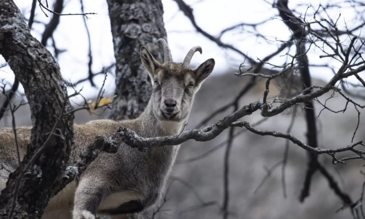 Tunceli'de kar sonrası yaban keçileri vadiye indi 3