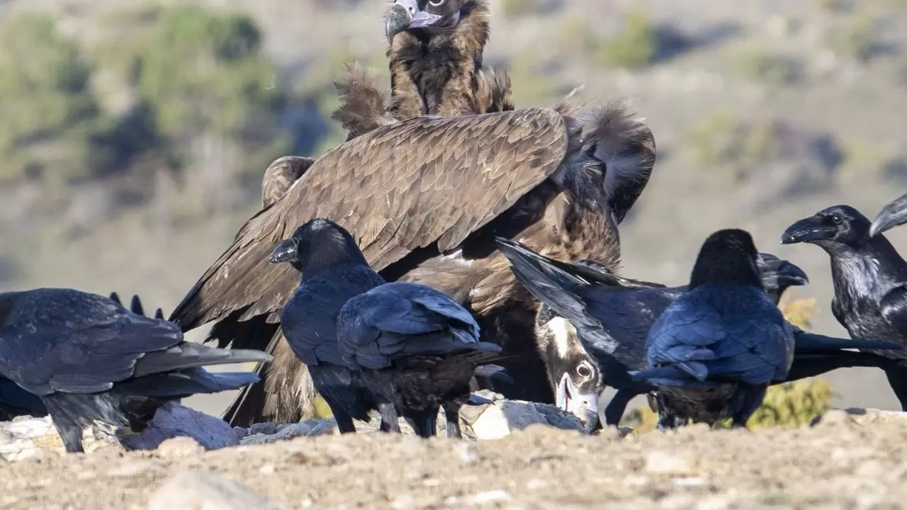 Türkiye’de ender görülen manzara! Dört akbaba türü aynı alanda görüntülendi 6