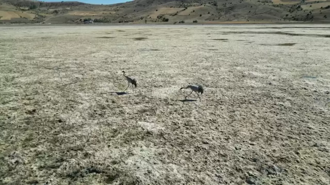 Kuruyan Bingöl Gölü yeniden hayat buldu: Kuşlar geri döndü 2