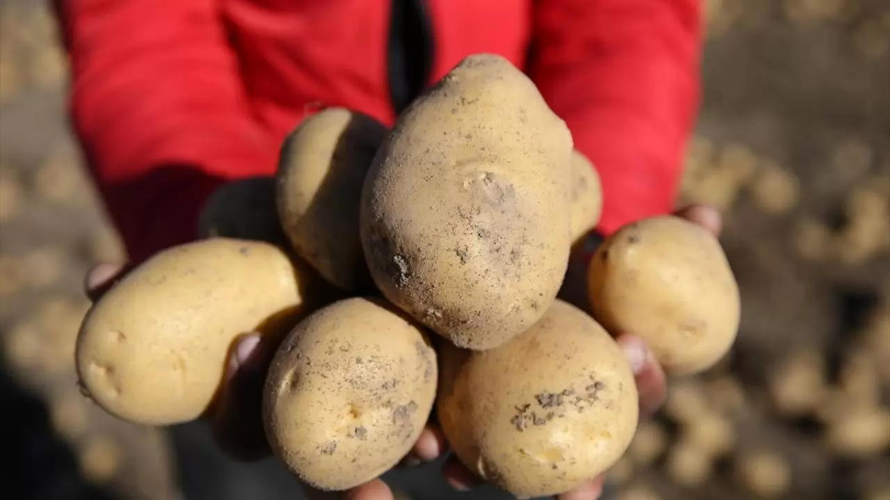 Bitlis'te patates hasadı tüm hızıyla devam ediyor: Doğu'nun tarım merkezi faaliyette! 9