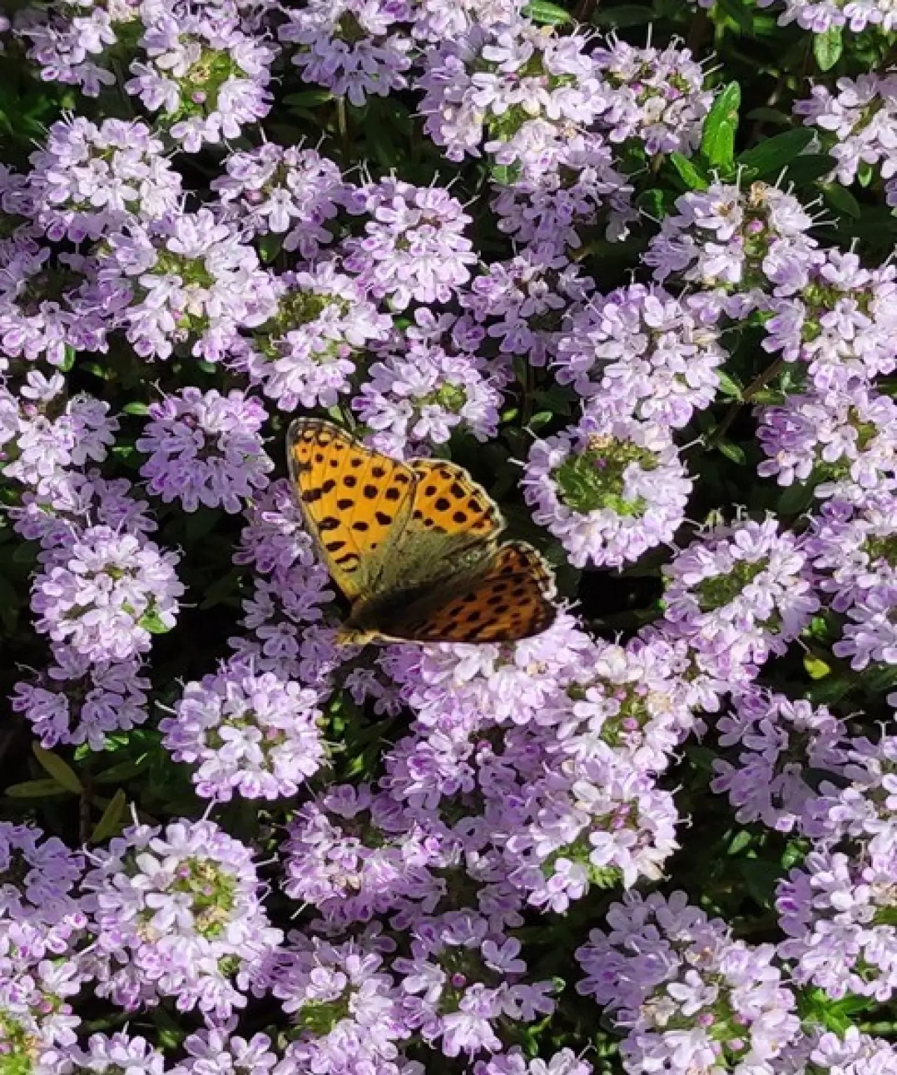 Türkiye’nin en zengin genetik kaynak merkezi Eskişehir’de 2