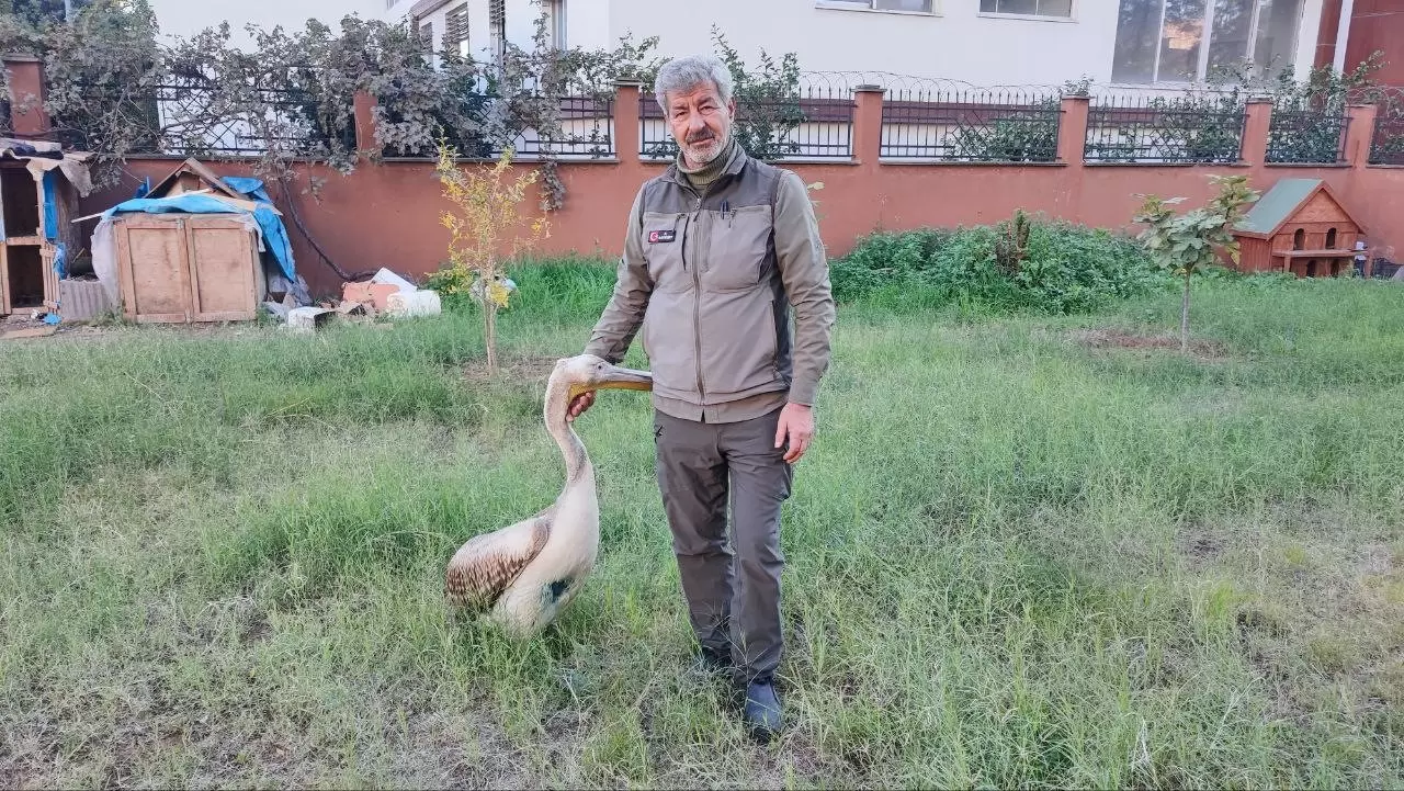 Yaralı pelikanın duygulandıran hikâyesi 6