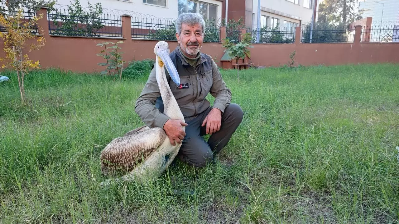 Yaralı pelikanın duygulandıran hikâyesi 2